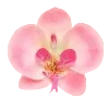 🌸