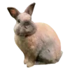 🐇
