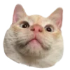 🐱