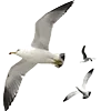 🕊️