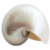 🪨