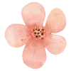 🌸
