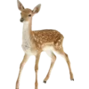 🦌