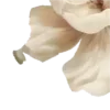 🌼