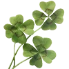 ☘️