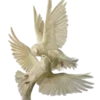 🐦‍⬛