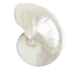 🐚