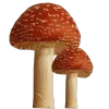 🍄