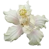 🌼
