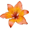 🌺
