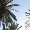 🌴