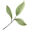 🌱