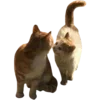 🐈