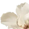 🌼
