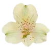 🌼