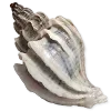🐚