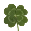🍀