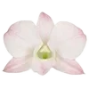 🌸