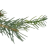 🌲