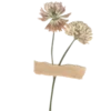 🌸