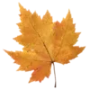 🍂