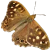 🦋