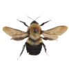 🐝