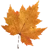 🍁