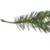 🌲