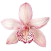 🌸
