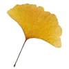 🍂