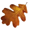 🍂