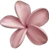 🌸