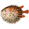 🐡