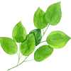 🌿