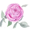 🌹