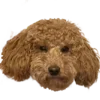 🫤