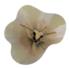 🌺