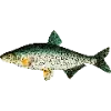 🐠