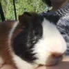 🤲