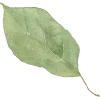 🌱