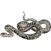 🐍