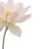 🌸