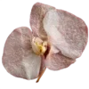 🌺