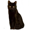 🐈‍⬛️