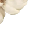 🌼