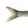 🐠