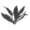 🌿
