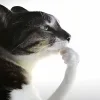 😼
