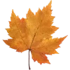 🍁